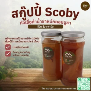 สกู๊ปปี้ Scoby คอมบูชา