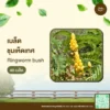 เมล็ดพันธุ์ ชุมเห็ดเทศ
