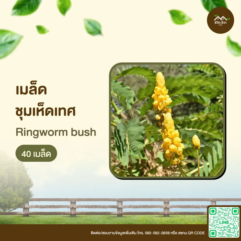เมล็ดพันธุ์ ชุมเห็ดเทศ