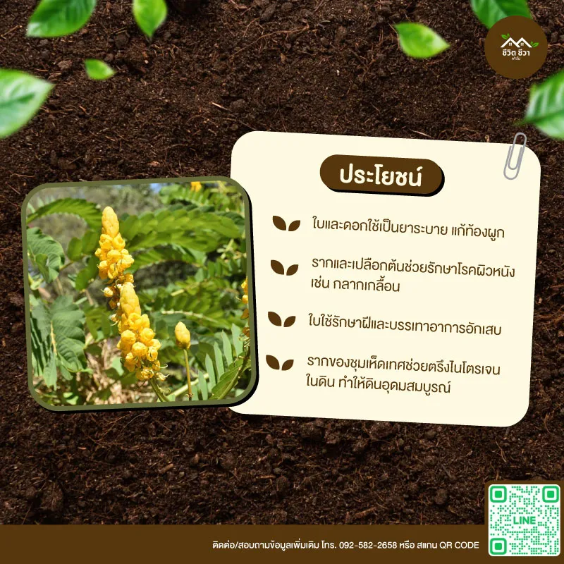 เมล็ดพันธุ์ ชุมเห็ดเทศ