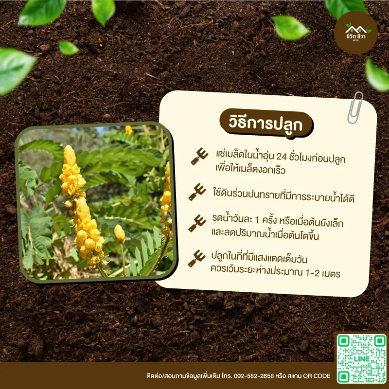 เมล็ดพันธุ์ ชุมเห็ดเทศ