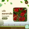 เมล็ดพันธุ์ ดอกตาเสือ