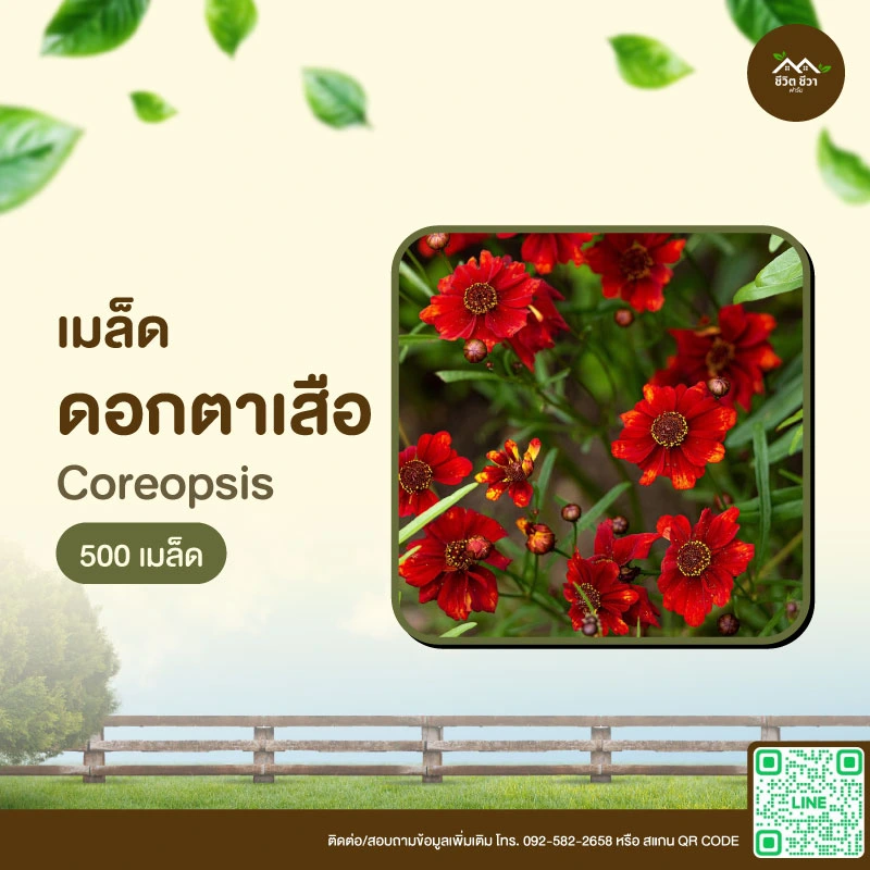เมล็ดพันธุ์ ดอกตาเสือ