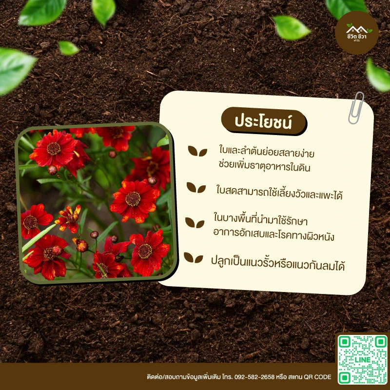 เมล็ดพันธุ์ ดอกตาเสือ