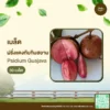 เมล็ดพันธุ์ ฝรั่งแดงทับทิมสยาม