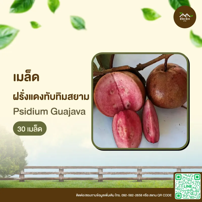 เมล็ดพันธุ์ ฝรั่งแดงทับทิมสยาม