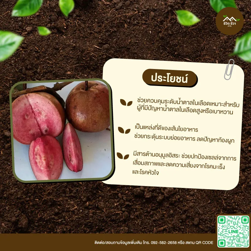 เมล็ดพันธุ์ ฝรั่งแดงทับทิมสยาม