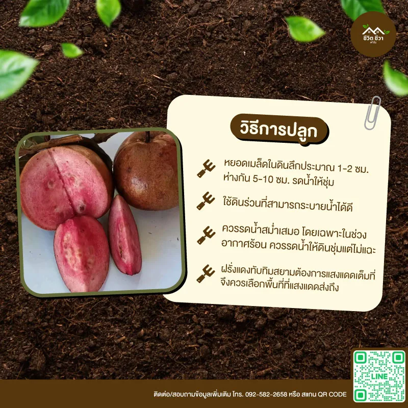 เมล็ดพันธุ์ ฝรั่งแดงทับทิมสยาม