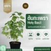 ต้นกะเพรา