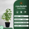 ต้นกะเพรา