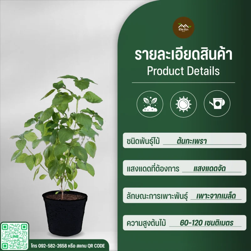 ต้นกะเพรา