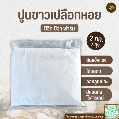 ปูนขาวเปลือกหอย