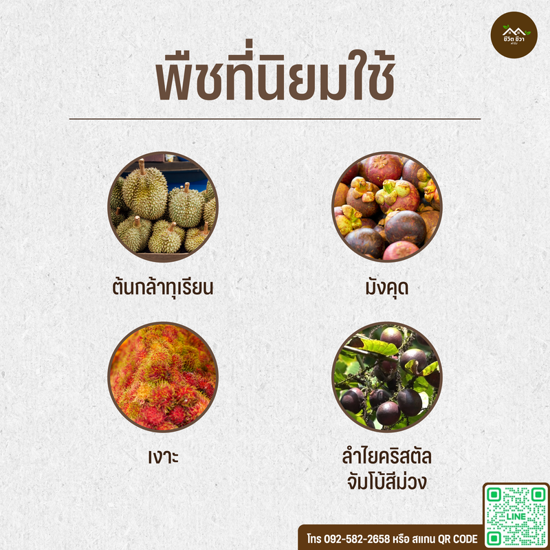 ปูนขาวเปลือกหอย