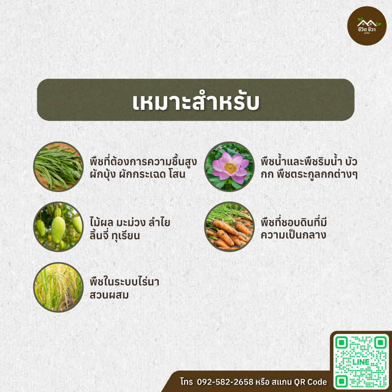 มูลเป็ด