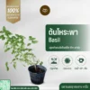 ต้นโหระพา