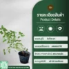 ต้นโหระพา