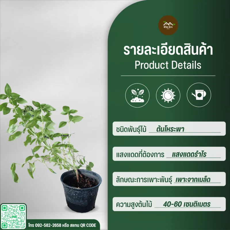 ต้นโหระพา