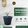 ต้นใบเตยหอม