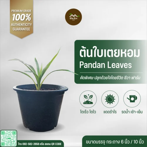 ต้นใบเตยหอม