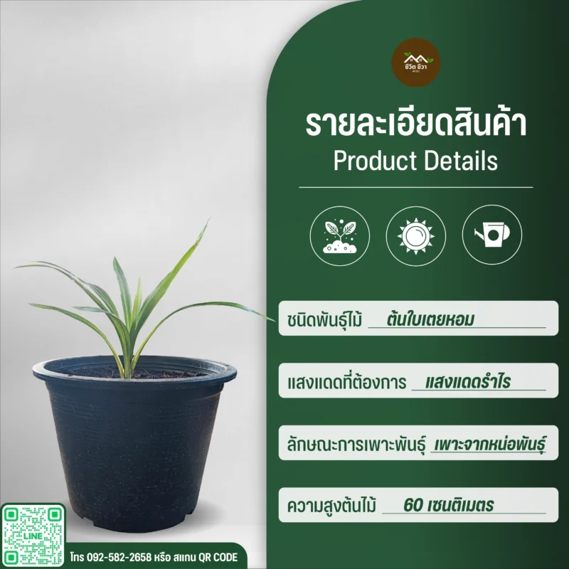 ต้นใบเตยหอม