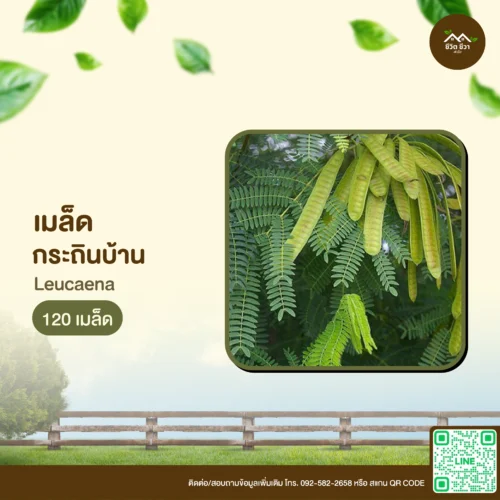 เมล็ดพันธุ์ กระถินบ้าน