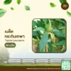 เมล็ดพันธุ์ กระถินเทพา