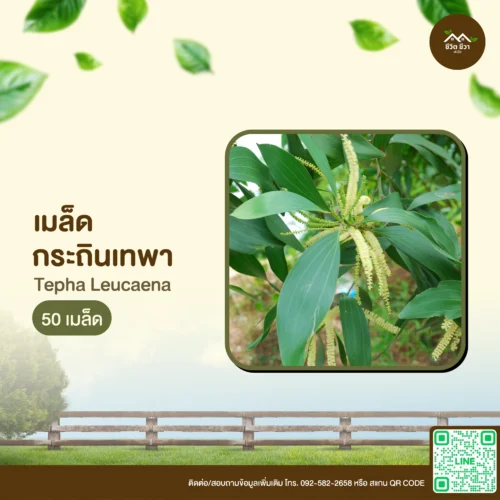 เมล็ดพันธุ์ กระถินเทพา