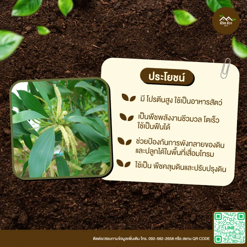 เมล็ดพันธุ์ กระถินเทพา