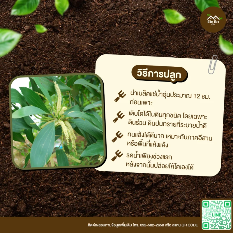 เมล็ดพันธุ์ กระถินเทพา