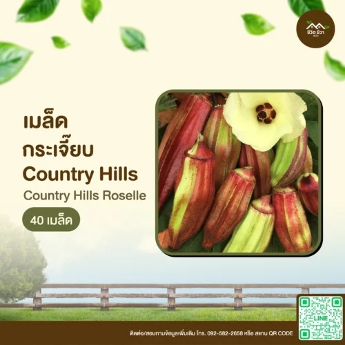 เมล็ดพันธุ์ กระเจี๊ยบ Country Hills