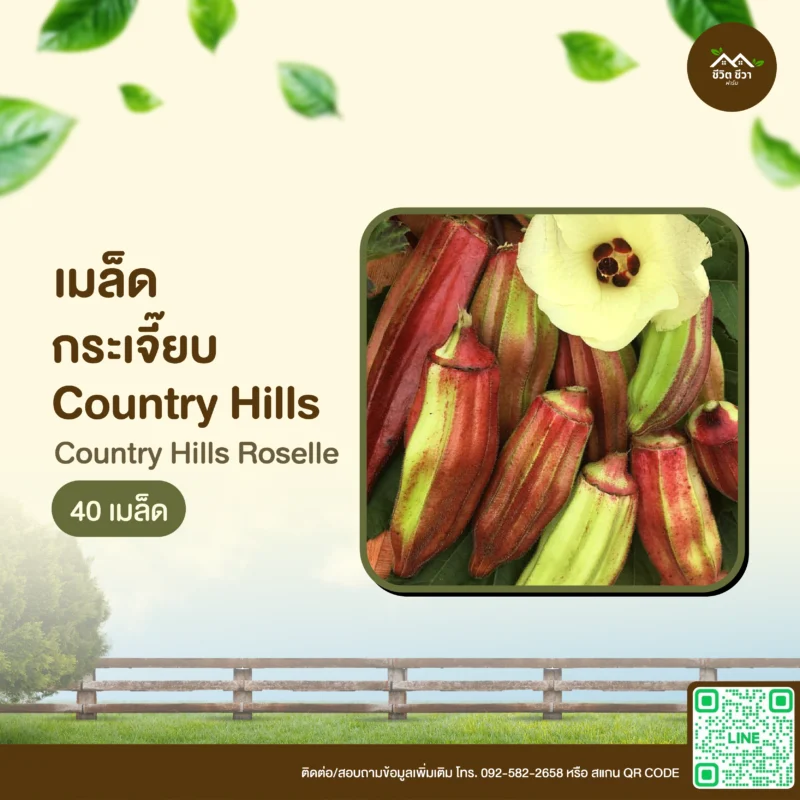 เมล็ดพันธุ์ กระเจี๊ยบ Country Hills
