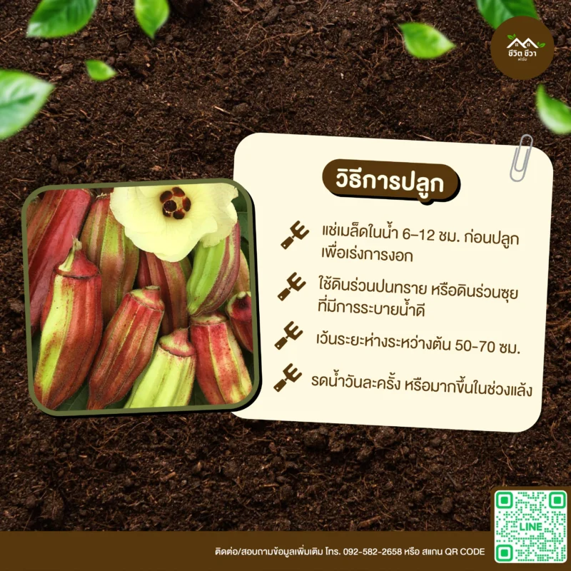 เมล็ดพันธุ์ กระเจี๊ยบ Country Hills