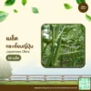 เมล็ดพันธุ์ กระเจี๊ยบญี่ปุ่น