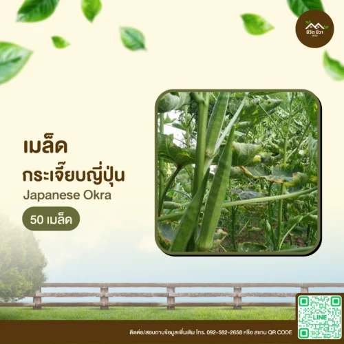 เมล็ดพันธุ์ กระเจี๊ยบญี่ปุ่น