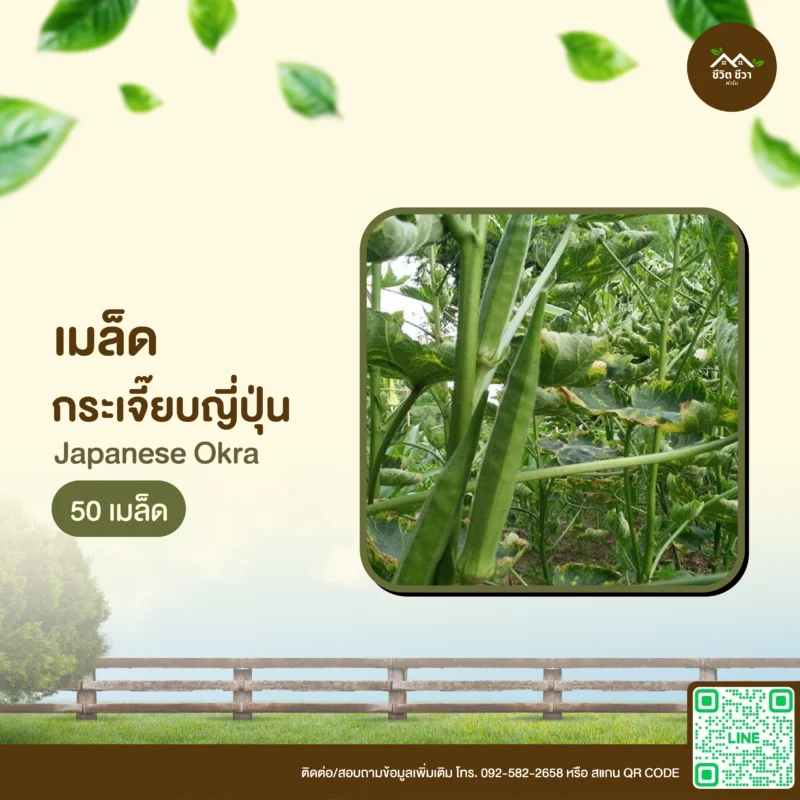 เมล็ดพันธุ์ กระเจี๊ยบญี่ปุ่น