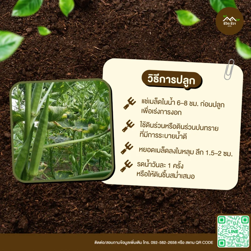 เมล็ดพันธุ์ กระเจี๊ยบญี่ปุ่น