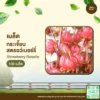 เมล็ดพันธุ์ กระเจี๊ยบสตรอว์เบอร์รี่