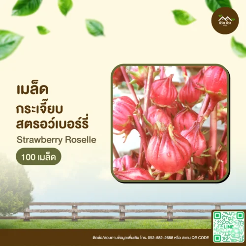 เมล็ดพันธุ์ กระเจี๊ยบสตรอว์เบอร์รี่