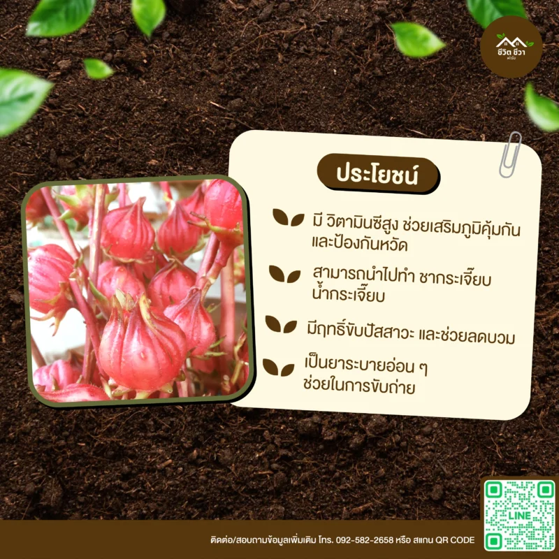 เมล็ดพันธุ์ กระเจี๊ยบสตรอว์เบอร์รี่