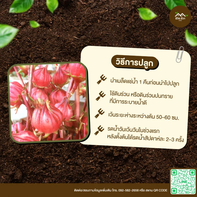 เมล็ดพันธุ์ กระเจี๊ยบสตรอว์เบอร์รี่