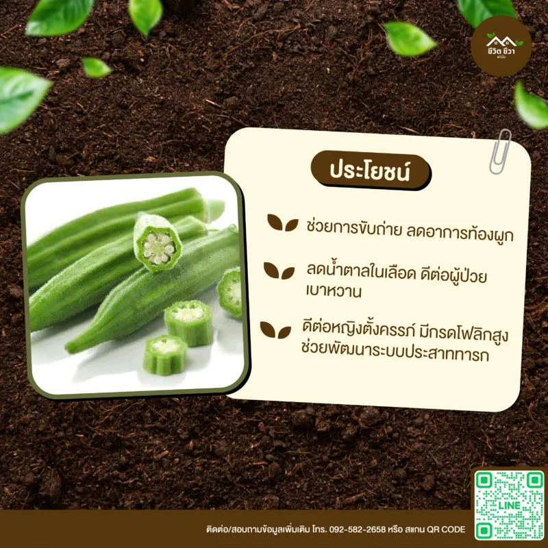 เมล็ดพันธุ์ กระเจี๊ยบเขียว