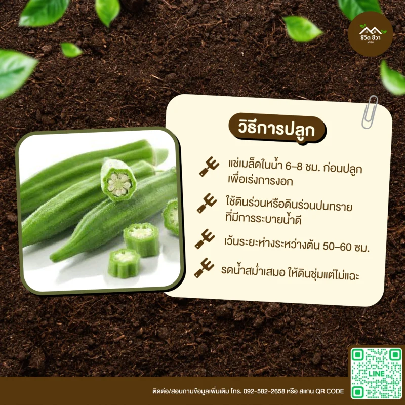 เมล็ดพันธุ์ กระเจี๊ยบเขียว