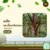 เมล็ดพันธุ์ กระเจี๊ยบเขียวแดง