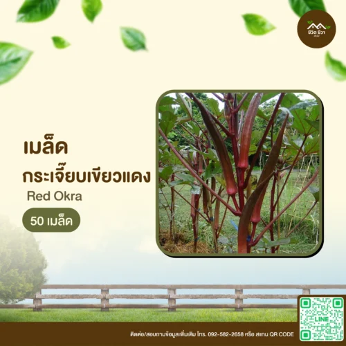 เมล็ดพันธุ์ กระเจี๊ยบเขียวแดง
