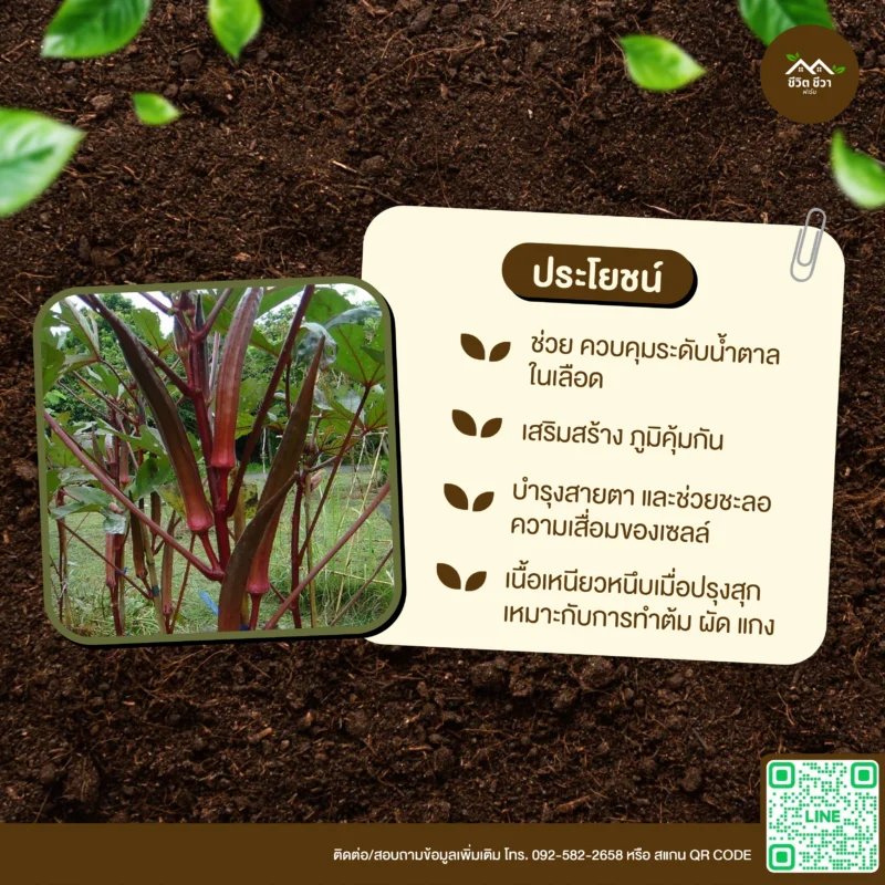 เมล็ดพันธุ์ กระเจี๊ยบเขียวแดง
