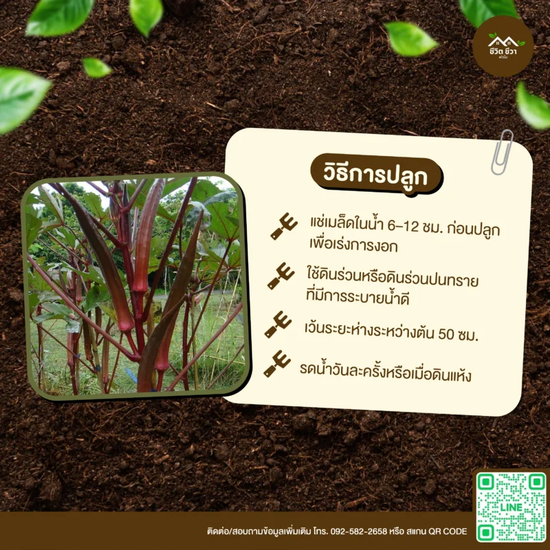 เมล็ดพันธุ์ กระเจี๊ยบเขียวแดง
