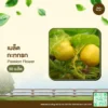 เมล็ดพันธุ์ กะทกรก
