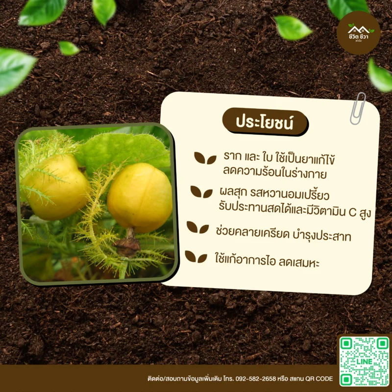 เมล็ดพันธุ์ กะทกรก