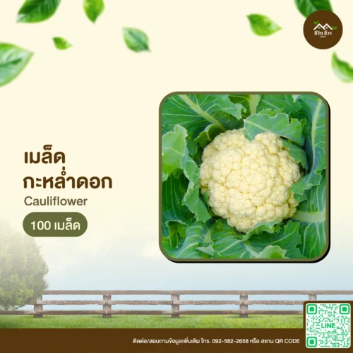 เมล็ดพันธุ์ กะหล่ำดอก