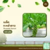 เมล็ดพันธุ์ กะหล่ำดาว
